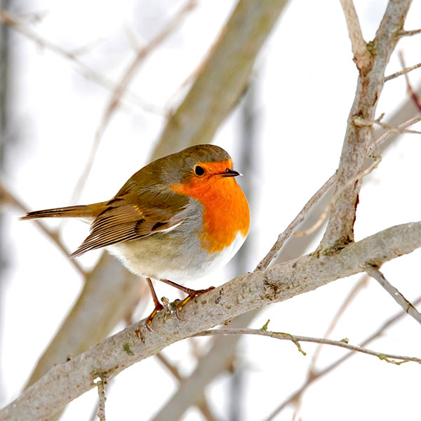 Rougegorge oiseaux jardin hiver Iriso