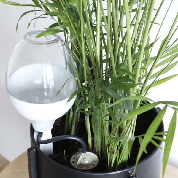 Arrosage goutte à goutte décoratif