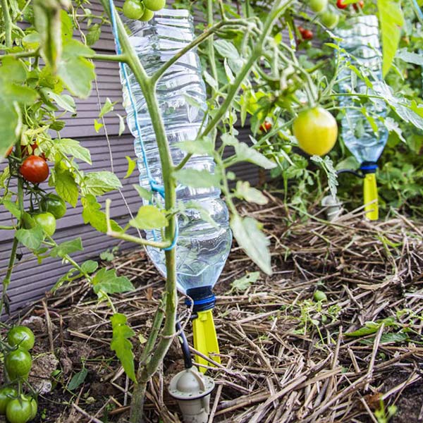 Arrosage goutte à goutte pieds tomates