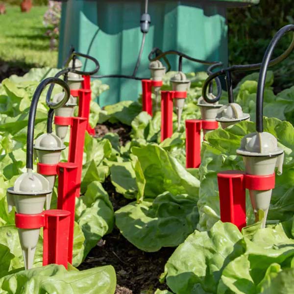 Arrosage goutte à goutte potager salades