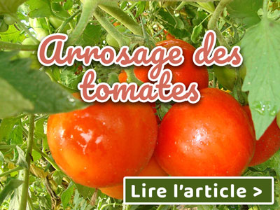 Article arrosage goutte a goutte tomates
