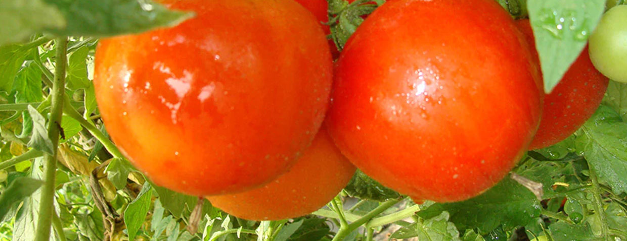 plant tomates arrosage goutte à goutte IRISO