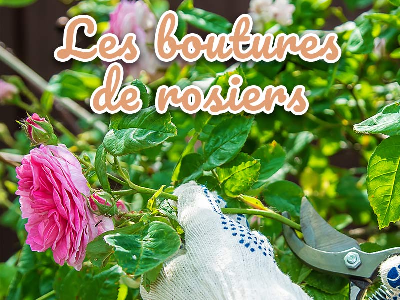 Guide sur les boutures de rosiers - Iriso