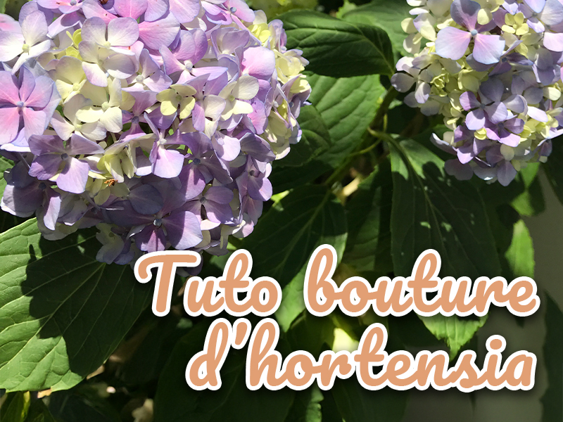 tuto bouture d'hortensia