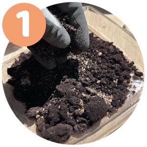 étape 1 bouture hortensia : mélange terre et sable
