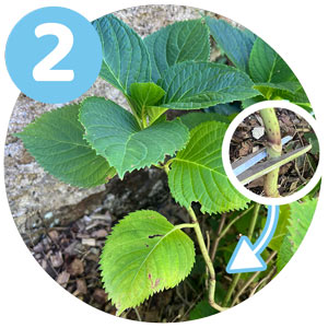 étape 2 bouture hortensia : séléctionner une tige