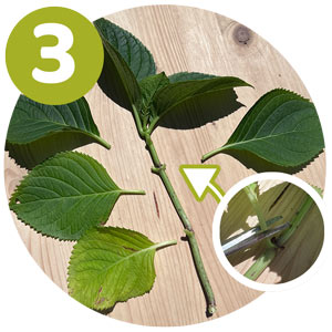 étape 3 bouture hortensia : couper les feuilles