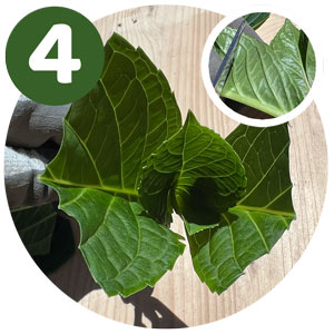 étape 4 bouture hortensia : couper les feuilles du haut