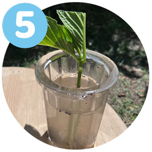 étape 5 bouture hortensia : faire tremper infusion de saule