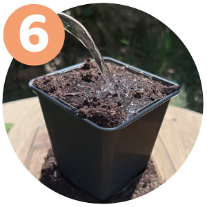 étape 6 bouture hortensia : arroser terre