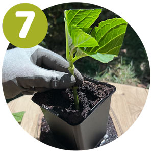 étape 7 bouture hortensia : planter la tige