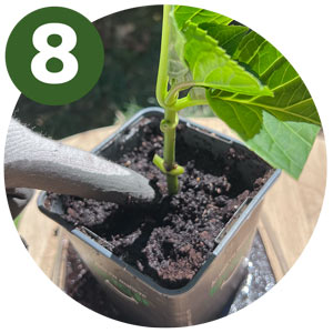 étape 8 bouture hortensia : tasser le terreau délicatement