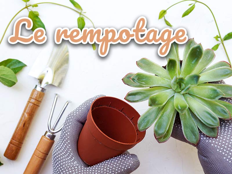 guide du rempotage plantes Iriso