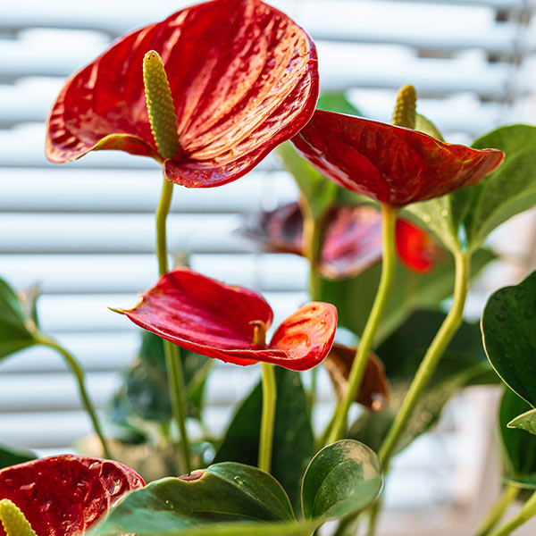 Anthurium plante intérieur entretien Iriso