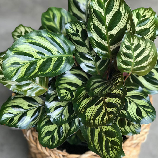 Calathea plante intérieur entretien Iriso