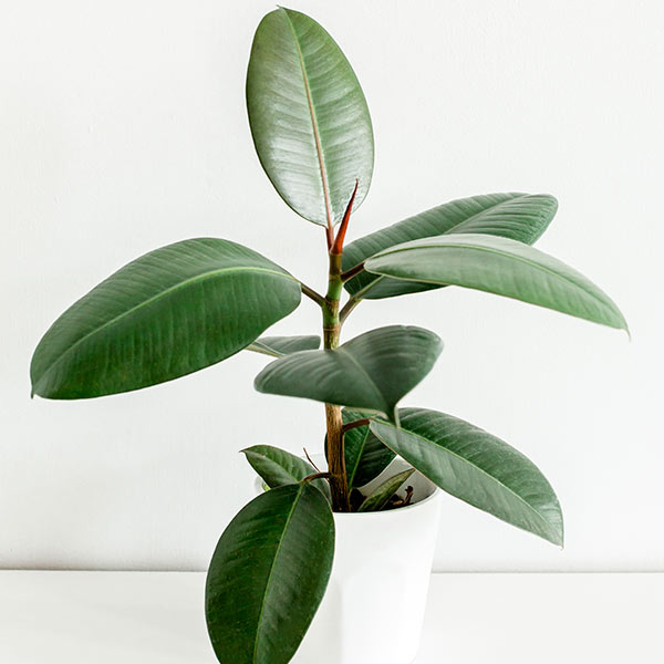 Ficus elastica plantes intérieur Iriso