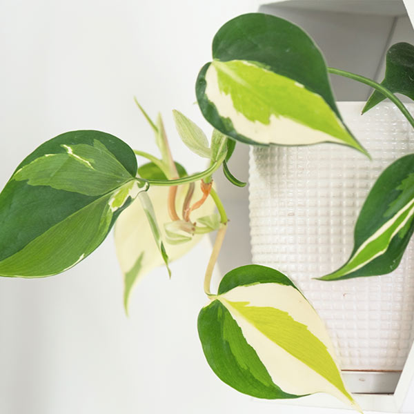 Pothos lierre intérieur plante Iriso