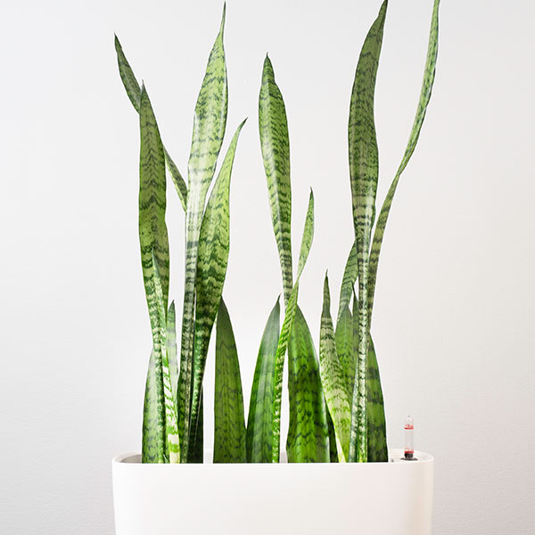 Sansevieria plantes intérieur Iriso