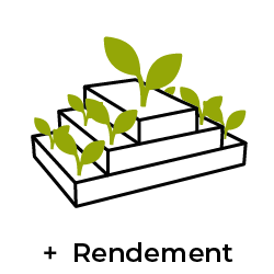 pyramide de fraises productivité