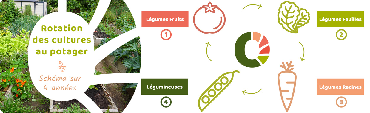 La rotation des legumes au potager avec Iriso