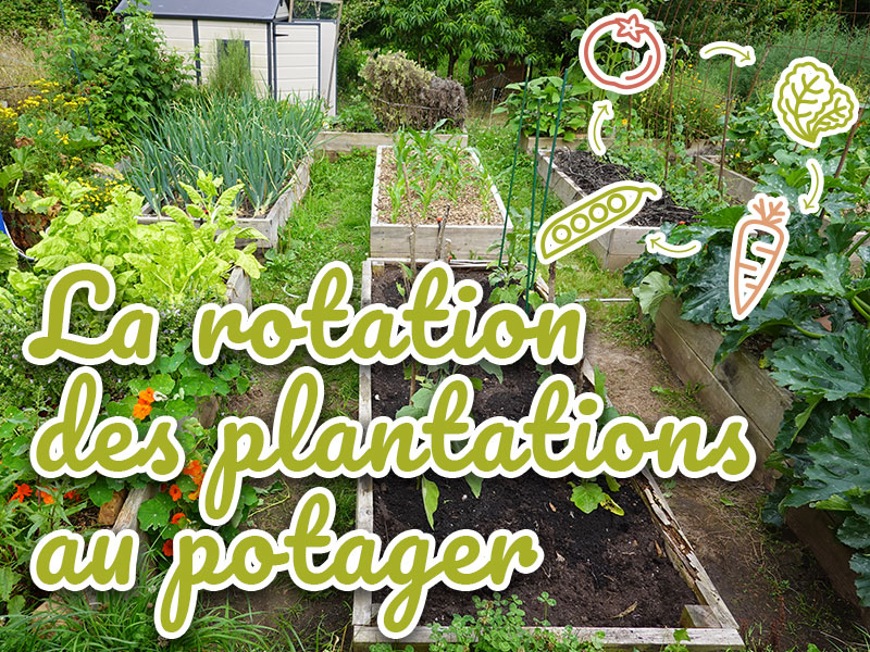 rotation des cultures au potager