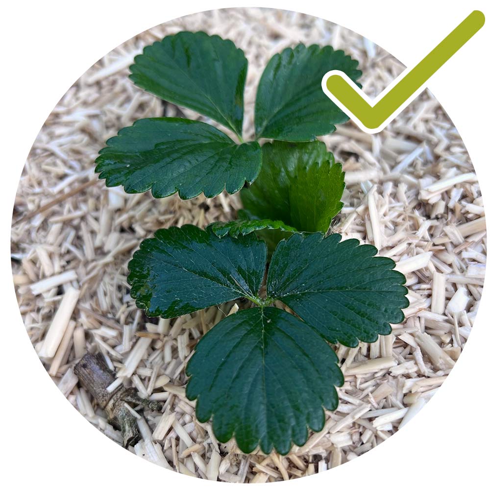 paillage des pieds de fraises économie d'eau