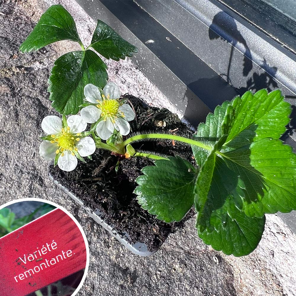 choisir fraisier remontants pyramide potager