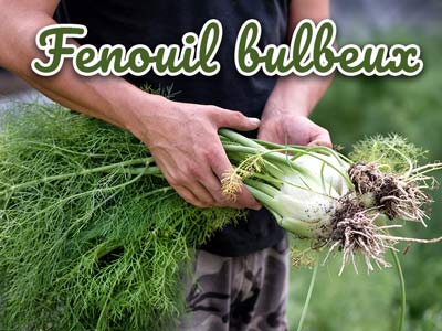 fenouille bulbeux