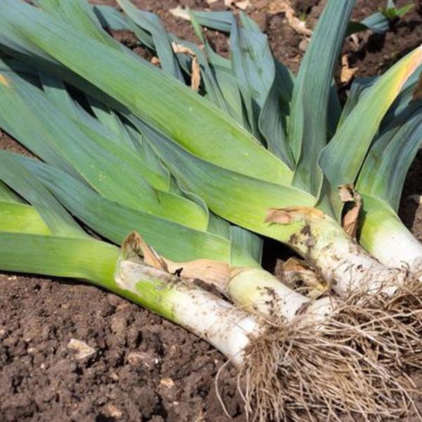 Poirreauc potager hiver Iriso