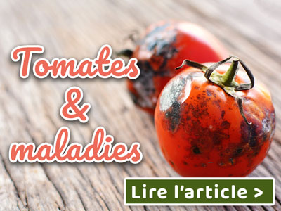 Article blog tomates et maladies