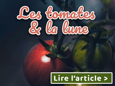 culture des tomates et la lune en 2025