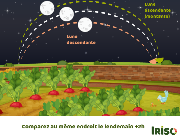 Position lune guide jardin potager lune Iriso