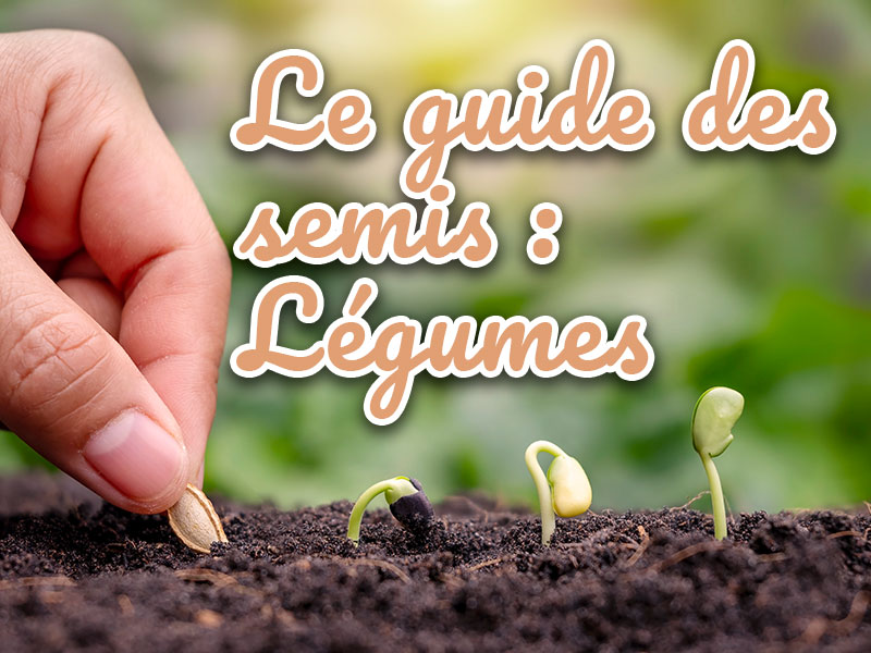 Le guide des semis des légumes