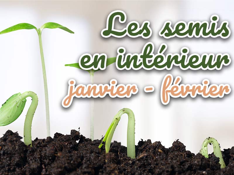semis en intérieur janvier février
