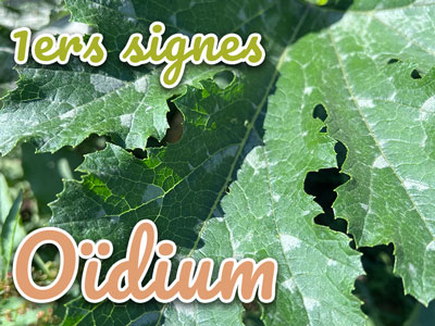 premiers signes oidium courgettes Iriso