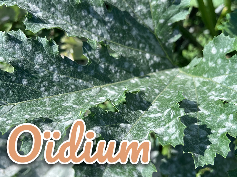 Oidium courgettes les traitements
