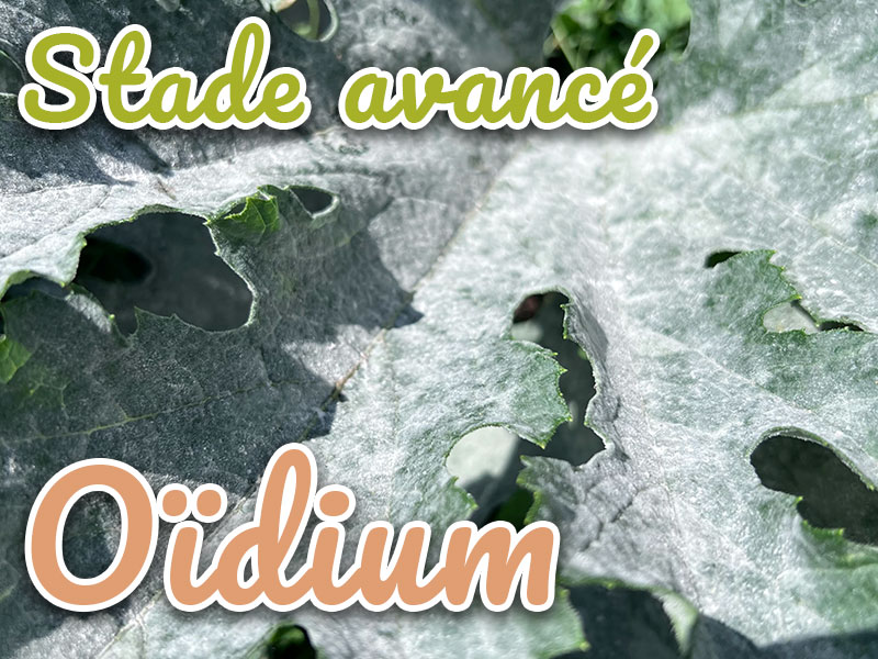 stade avancé oidium courgettes potager Iriso