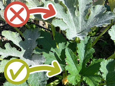 reconnaitre Oidium potager sur courgettes avec Iriso