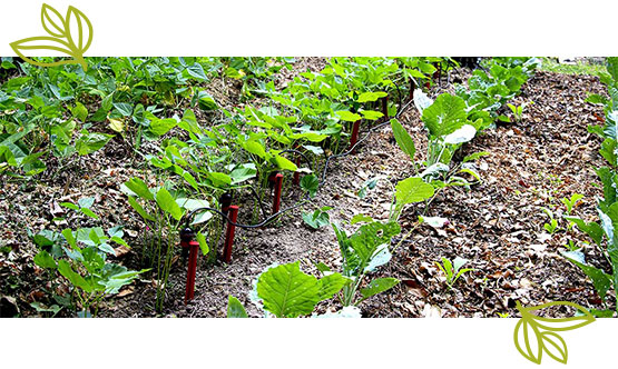 Arrosage goutte à goutte potager économie eau Iriso