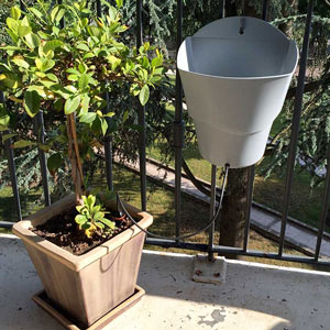 Kit goutte à goutte balcon citronier