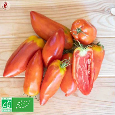 Graine tomates Cornue des andes Bio