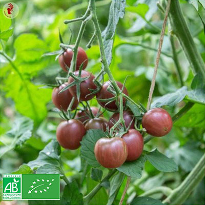 Graine tomates cerise Black Bio