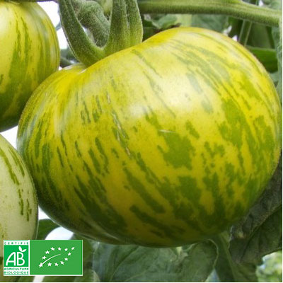 Graine tomates verte Zebra Bio