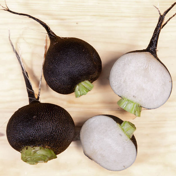 Radis noir rond bio Iriso
