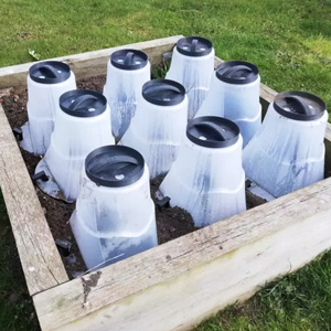 cloches de jardin bouturage