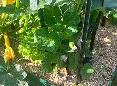 Tous les produits pour le jardinage Iriso