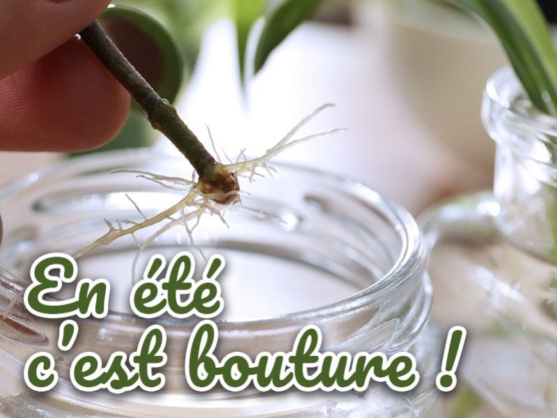 Quelles plantes bouturer en t en juin juillet et aot ? Comment bouturer ?