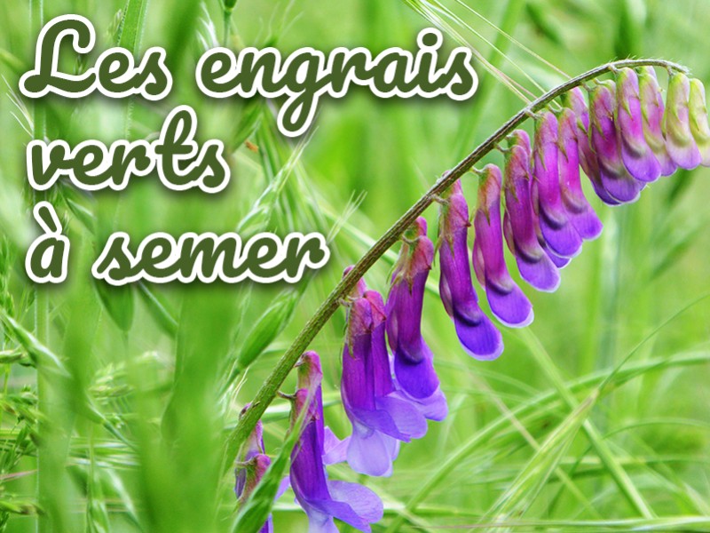 Engrais verts à semer en septembre‑octobre pour un potager plus fertile — free download