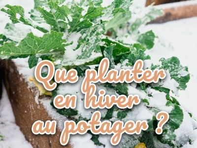 Que planter dans votre potager d’hiver ? Conseils et astuces