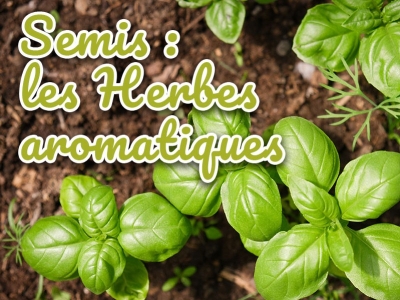 Semis des herbes aromatique en janvier - février - mars - avril - mai - juin